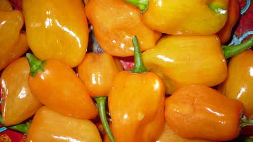 Orange habanero seeds (Capsicum Chinense)