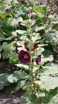 Black Hollyhock Seeds (Alcea Rosa var. Nigra)