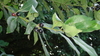 Laurel seeds (Laurus nobilis)