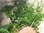 Saatgut Thymian (Thymus vulgaris)