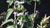 Saponaria, common soapwort, soapweed seeds (Saponaria officinalis)