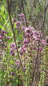 Oregano, wild marjoram (Origanum vulgare)
