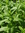 Semillas de hierbabuena (mentha x piperita)