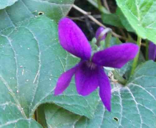 Violet Seeds (Viola odorata)