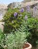 Common lavender seeds (Lavandula angustifolia)