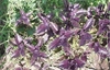 Semillas de Albahaca púrpura rizada (Ocimum basilicum)