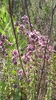 Pflanze Oregano( Origanum vulgare)