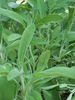 Common Sage plant (Salvia Officinalis)