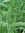 Planta Salvia (salvia officinalis)