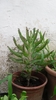 Pflanze Brutblatt, Wurzelblatt, Keimblatt, Bryophyllum (Kalanchoë daigremontiana)