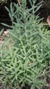 Pflanze Französischer Lavendel (Lavandula dentata)