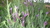 Spanish lavender, topped lavender plant (Lavandula stoechas)