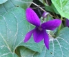 Violet Plant (Viola odorata)