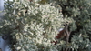 Planta de Santolina, Abrótano hembra (Santolina chamaecyparissus)