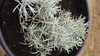 Pflanze Currykraut (Helichrysum italicum)