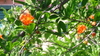 Pomegranate plant  (Punica granatum 'Nana')