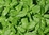 Genovese basil plant (Ocimum basilicum "Genovese")