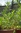 Planta de Estragón (Artemisia Dranuncula)