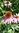 Pflanze Echinacea, Sonnenhut (Echinacea purpurea)