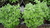 Pflanze spanisches Buschbasilikum (Ocimum basilicum "minimum")