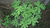 Planta Geranio de Olor (Pelargonium spp)