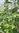 Jiaogulan, Herb of Immortality, 5-leaf Ginseng plant (Gynostemma pentaphyllum)