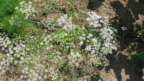 Saatgut Anis (Pimpinella anisum)