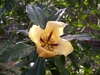 Cup of Gold Vine, Hawaiian Lily plant (Solandra maxima)