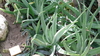 Aloe Vera plant (Aloe vera)