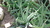 Planta de Aloe Vera (Aloe Vera)