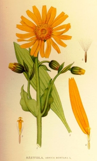Arnica Seeds (Arnica Montana)