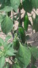 Jalapeno Chili Seeds (Capsicum annuum)