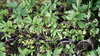 Semillas de Apio de monte (Levisticum officinale)