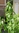 Pflanze Stevia (Stevia rebaudiana) Süsskraut