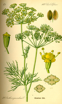 Dill Seeds (Anethum graveolens)