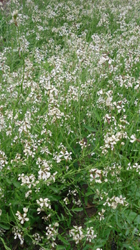 Rocket Seeds (Eruca vesicaria sativa ssp)