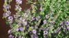Pflanze Polei Minze (Mentha pulegium)