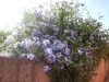 Pflanze Kap-Bleiwurz (Plumbago auriculata)