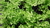 Chervil plant (Anthriscus Cerefolium)