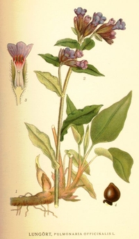 Lungwort Seeds (Pulmonaria officinalis)