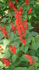 Scarlet- flowered Sage Plant (Salvia splendens)