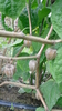 Physalis, Cape gooseberry, wild tomato Seeds (Physalis peruviana)