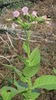 Pflanze Virginia Tabak (Nicotiana tabacum)