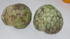Semillas de Chirimoya (Annona cherimola)