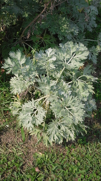 mind 500 Samen Wermut Absinth Artemisia absinthium Heilpflanze seeds semi 