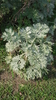 Samen Wermut Absinth (Artemisia absinthium)