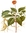 Ginseng Seeds (Panax ginseng)
