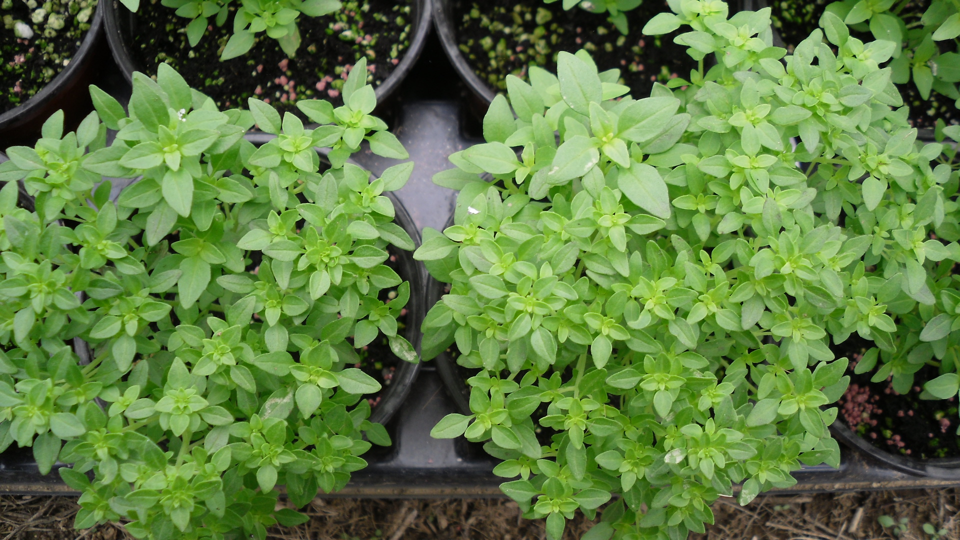Basil seeds ocimum basilicum seeds vegetable fragrant for planting-Medicinal Pip