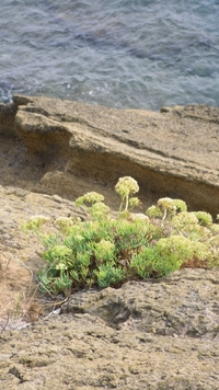 Sea fennel , Rock samphire Seeds (crithmum L.)