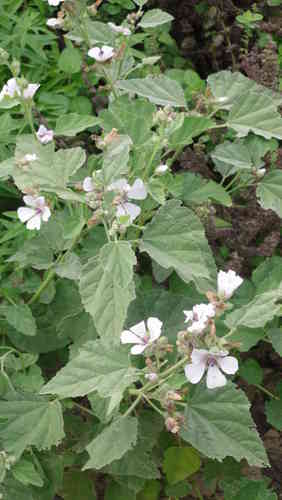 Common marshmallow Seeds (Althaea officinalis)
